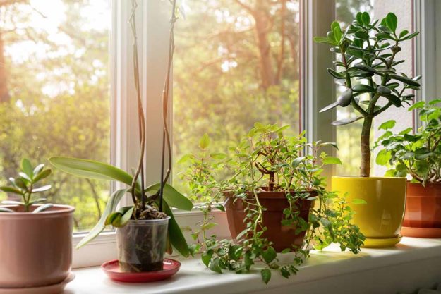 Benefits Of Indoor Gardening For Older Adults