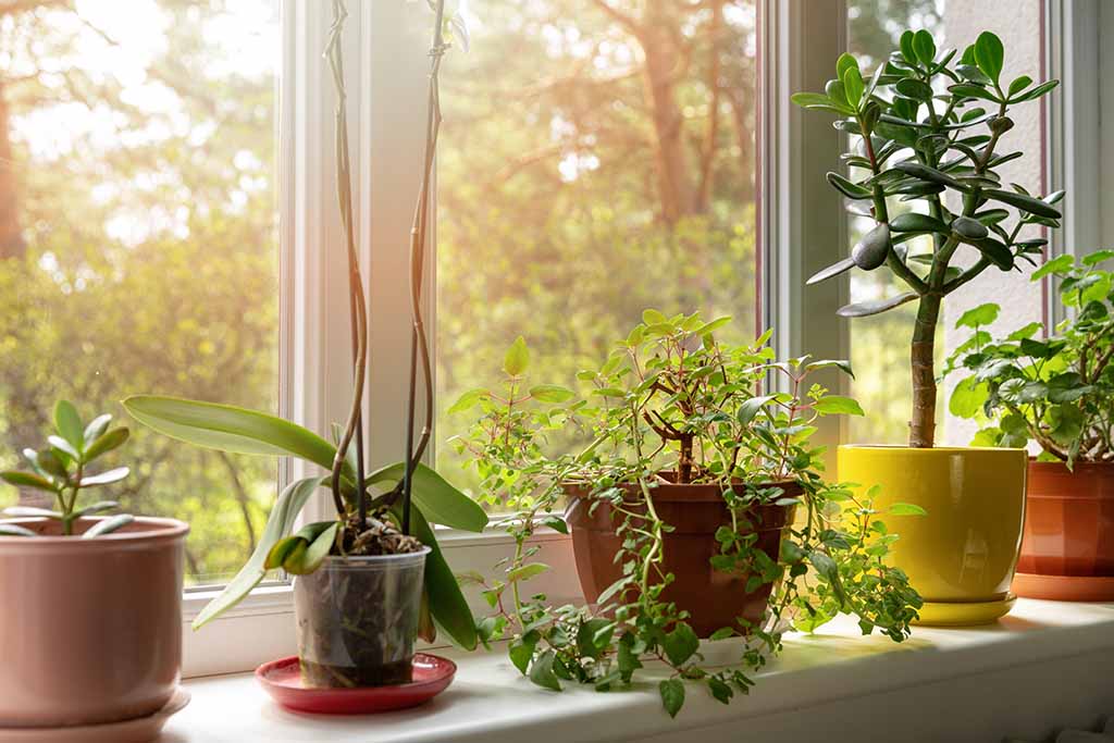 Benefits Of Indoor Gardening For Older Adults