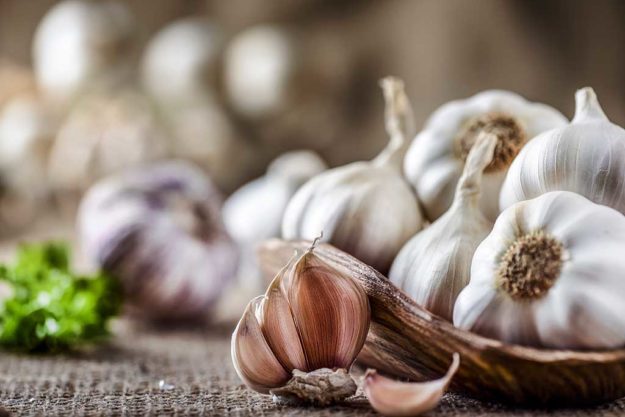Garlic clove and bulbs in wooden bowl. Fresh garlics head on jute.