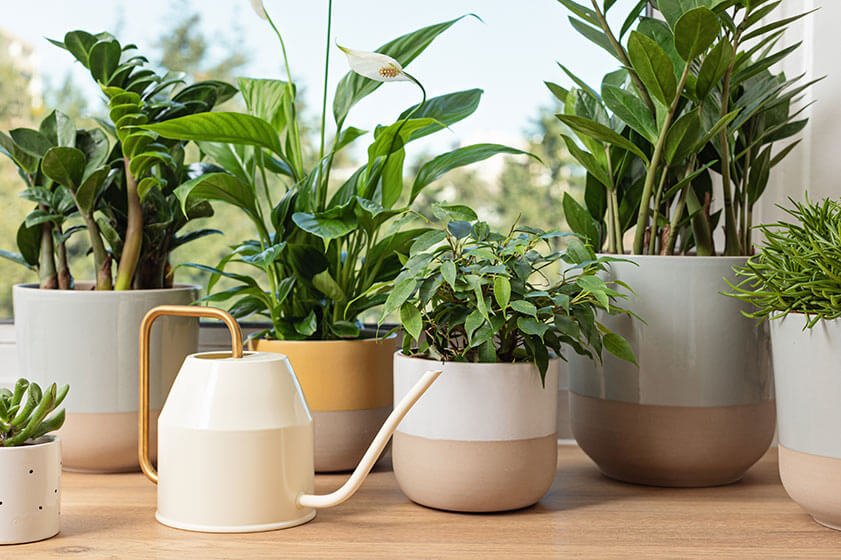 Indoor Garden Ideas for Seniors Indoor Garden Ideas for Seniors