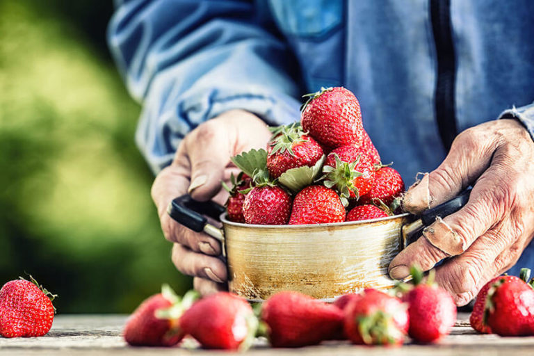 The Effects Of Organic Foods On Senior Health The Effects Of Organic Foods On Senior Health