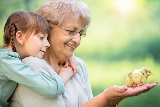 Grandmother with grandaughter are playing with chickens outdoors