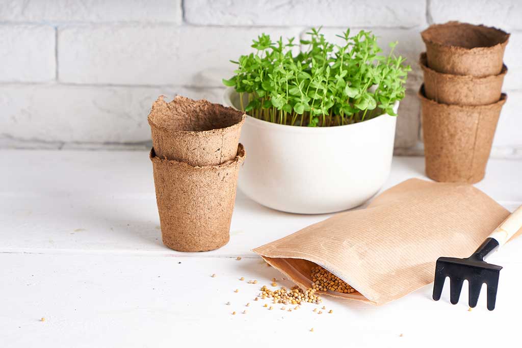 seedlings, planting seeds at home The spring planting. Early seedling , grown from seeds in boxes on the windowsill Six Seeds To Plant In Spring
