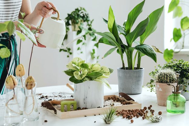 Indoor Gardening: 5 Reasons You’d Love It Indoor Gardening: 5 Reasons You'd Love It