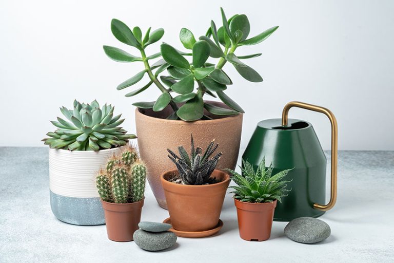 Indoor Gardening: Five Reasons To Do It In Springtime