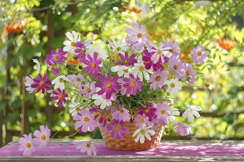 5 Best Flowers For Spring Gardeners