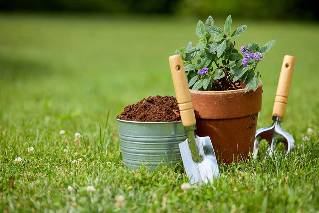 https://www.discoveryvillages.com/wp-content/uploads/2022/04/gardening-tools-and-plants-in-the-garden.jpg