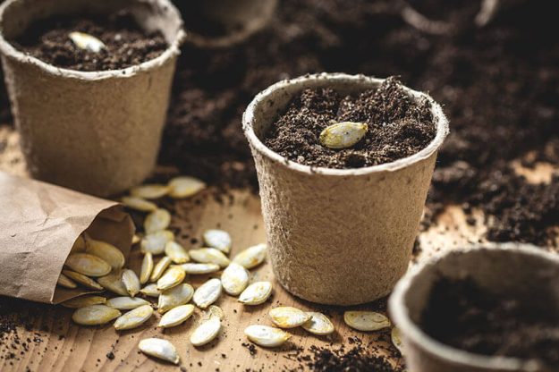 Grow Your Own Food This Spring: 3 Best Seeds To Plant