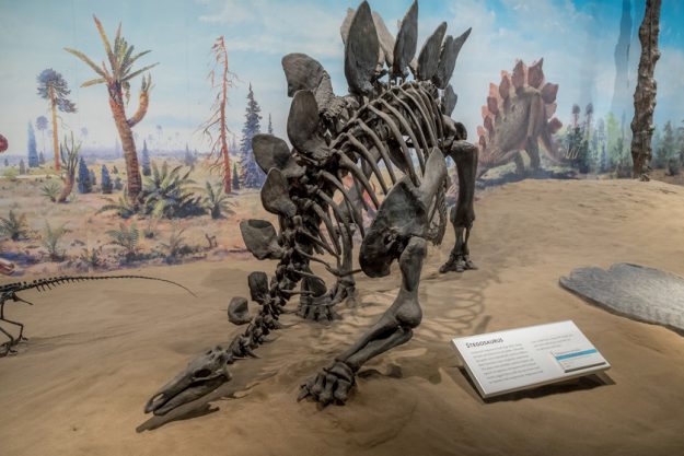 Dinosaur fossil exhibit at the V Royal Tyrrell Museum on July 4, 5 Museums In Tampa, FL You Can Visit With Family