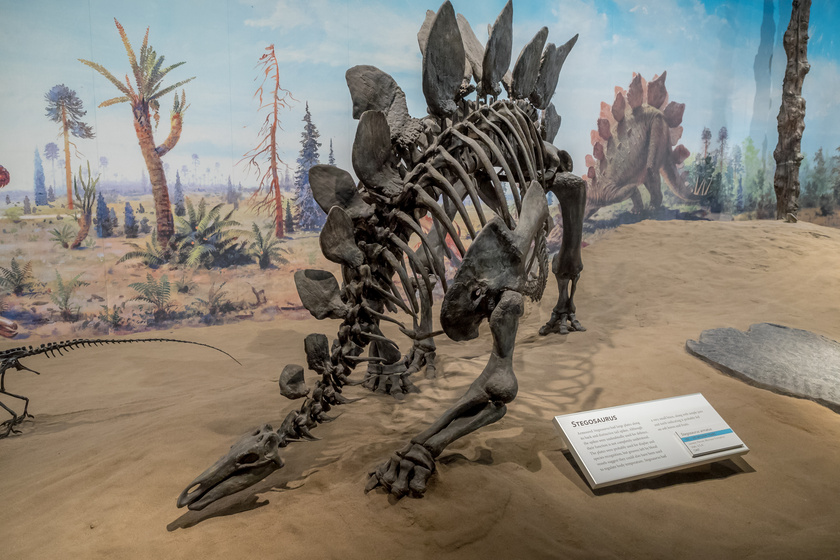 5 Museums In Tampa, FL You Can Visit With Family