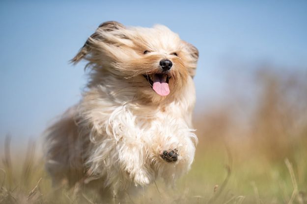5 Best Dog Breeds For Your Companion In Golden Years