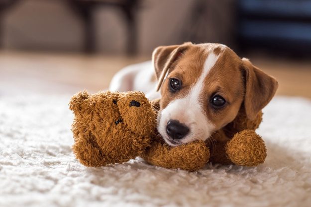 5 Pet-Friendly Senior Living Communities In Texas 5 Pet-Friendly Senior Living Communities In Texas