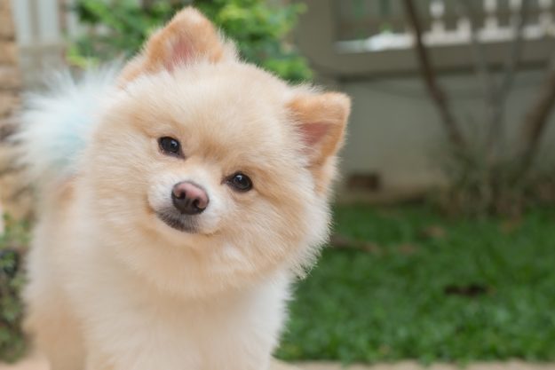 pomeranian small dog cute pets friendly in home Pet-Friendly Assisted Living In Jacksonville, FL Promotes Many Benefits
