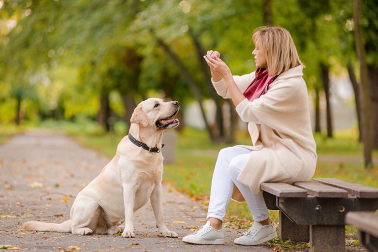 A young woman sits on a bench in the park, and her Labrador walks nearby