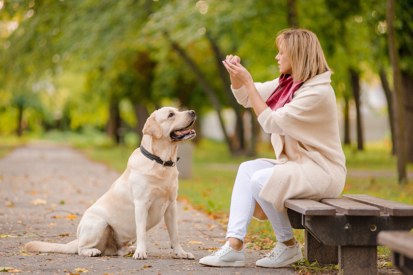 A young woman sits on a bench in the park, and her Labrador walks nearby A young woman sits on a bench in the park, and her Labrador walks nearby