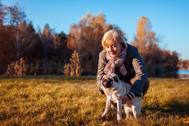 Walking pug dog in autumn park by river Walking pug dog in autumn park by river