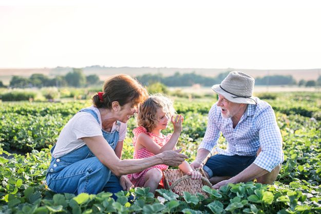 Senior grandparents and granddaughter picking strawberries Senior grandparents and granddaughter picking strawberries