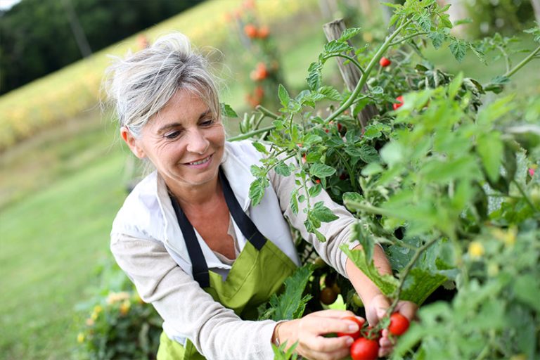 Senior woman picking tomatoes from vegetable garden Senior woman picking tomatoes from vegetable garden