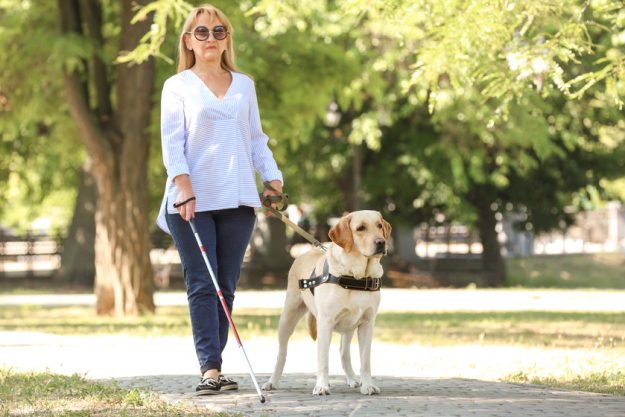 Guide dog helping blind woman in park Guide dog helping blind woman in park