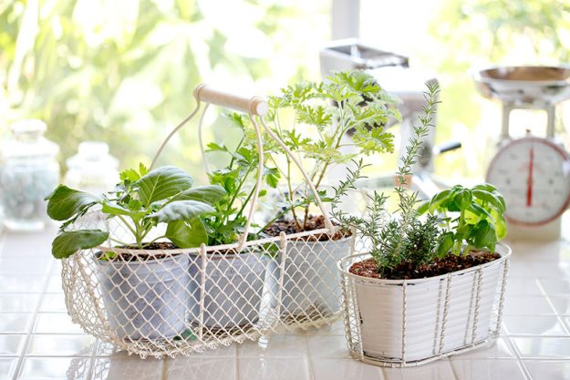 Low-Maintenance Plants For Indoor Garden In Lawrence, GA Assisted Living Low-Maintenance Plants For Indoor Garden In Lawrence, GA Assisted Living