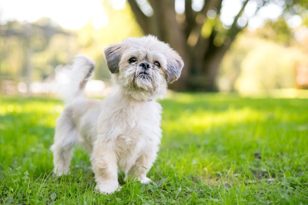 A cute Shih Tzu mixed breed dog outdoors 4 Tips To Choose A Pet-Friendly Senior Living Near Boca Raton, FL