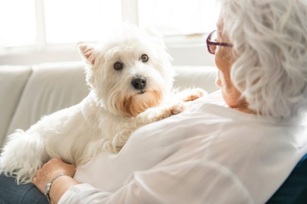 The Therapy pet on couch next to elderly person in retirement rest home for seniors Pet Friendly Assisted Living In Florida Ridge, FL: Is It A Good Idea?