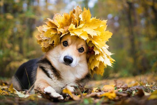 A dog of the Welsh Corgi breed Pembroke on a walk in the autumn forest