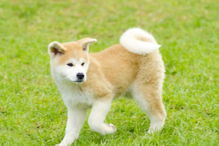 Akita Inu Where To Go With Your Dog When Retiring In Allen, TX