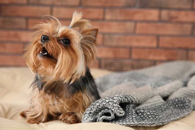 Yorkshire terrier on pet bed against brick wall