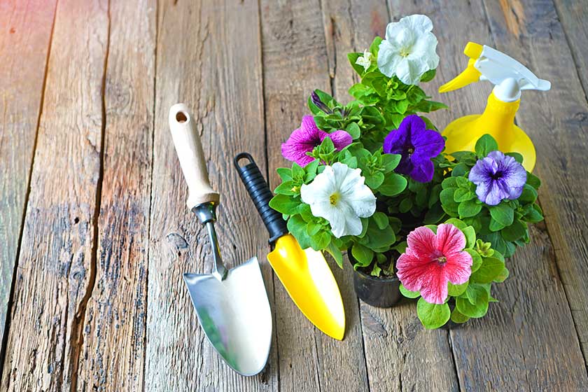 Petunias flowers Petunias flowers