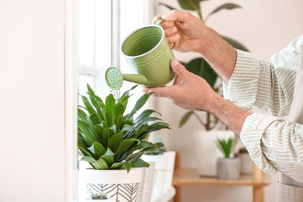 Senior man watering plants at home Senior man watering plants at home