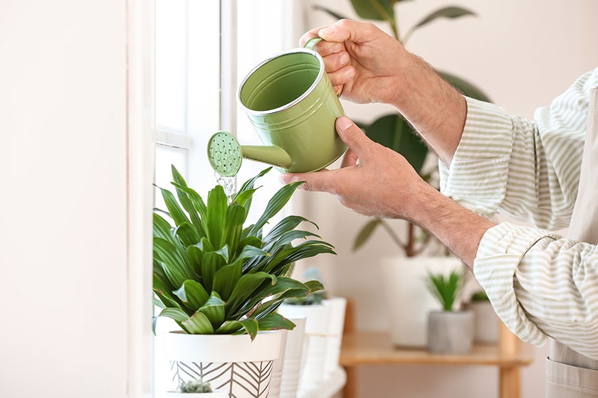 Senior man watering plants at home