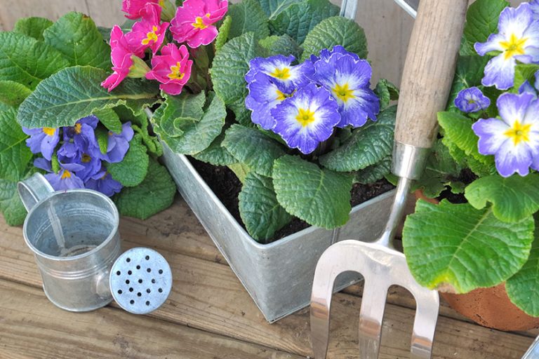 Blooming pansies and garden accessories