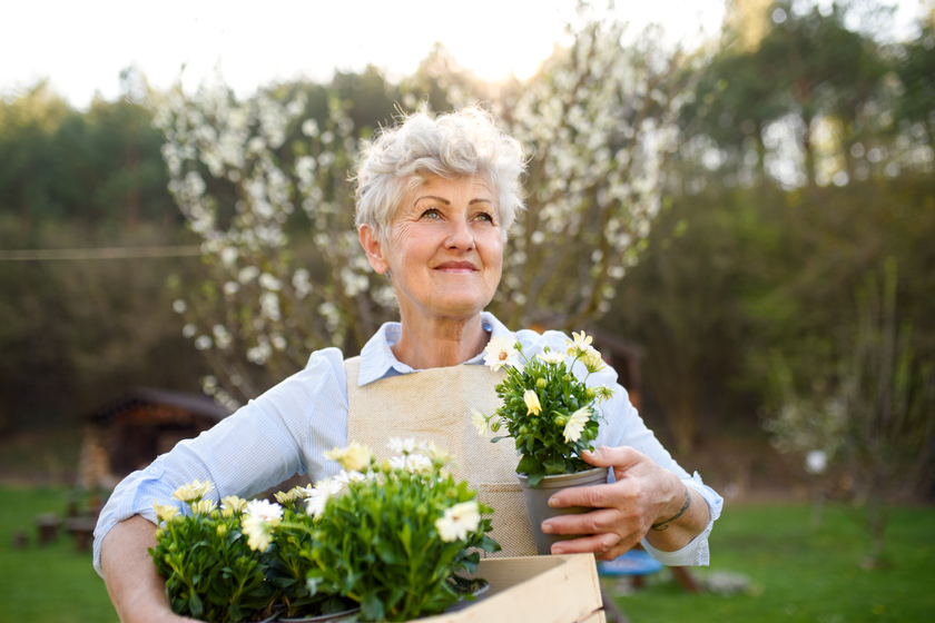 Senior woman gardening in summer, holding flowering plants. how-senior-living-facilities-in-florida-can-inspire-you-to-reach-your-goals