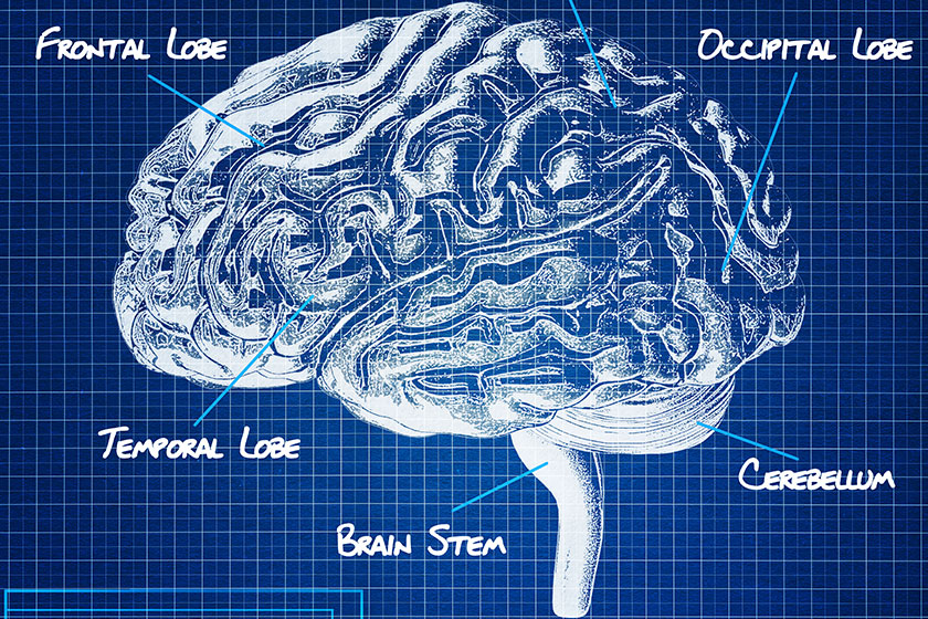 The human brain blueprint
