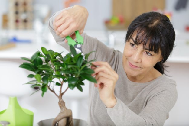 woman trimming a bonsai tree woman trimming a bonsai tree