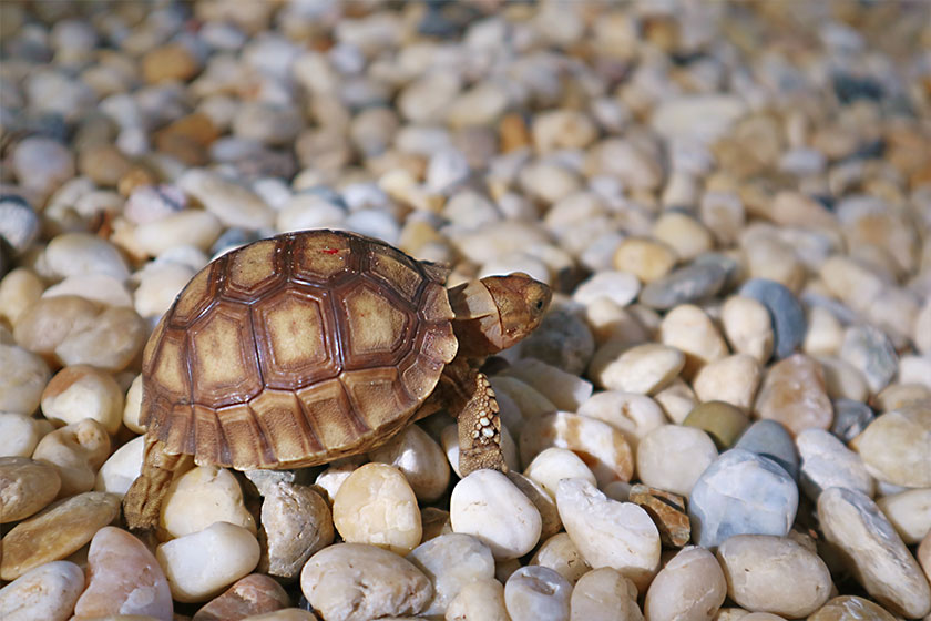 Baby Sulcata Tortoise Walking on the Pebbles