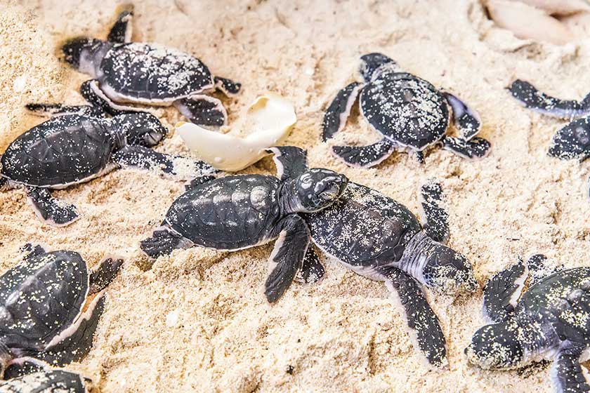 Newborn cubs of sea turtle on a white sand with shell from totoise eggs Newborn cubs of sea turtle on a white sand with shell from totoise eggs