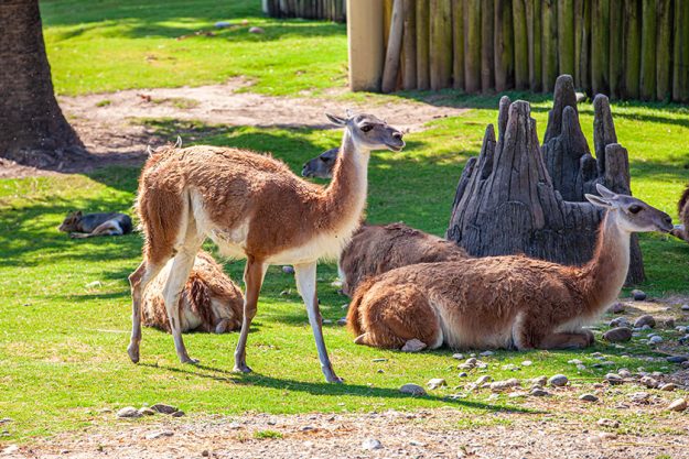 lama south american zoo