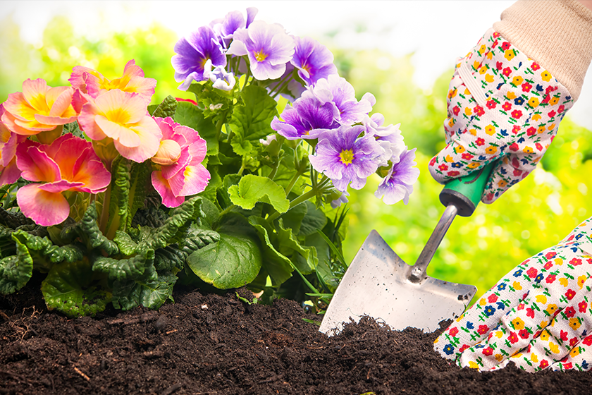 Planting flowers in a garden