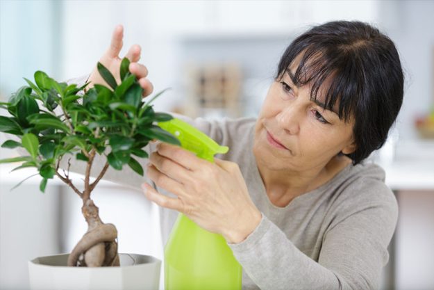 A woman watering bonsai tree