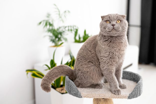 cute pet cat tree home british gray cat