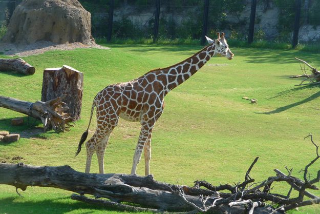 giraffe walking green lawn bright sunlight
