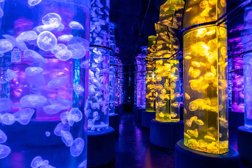 Colorful jellyfish floating sea