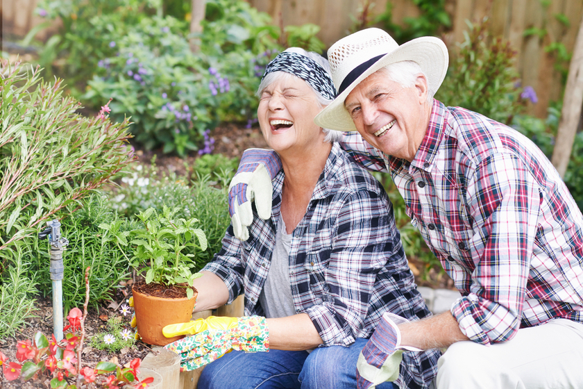 Gardening brings us so much joy. A happy senior couple busy gardening in their back yard. Gardening brings us so much joy. A happy senior couple busy gardening in their back yard.