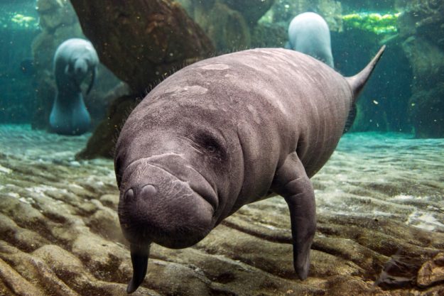 newborn baby manatee close up portrait newborn baby manatee close up portrait