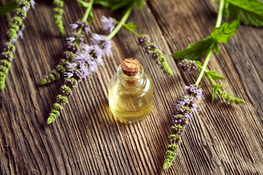 A bottle of peppermint essential oil with fresh blooming pepperm A bottle of peppermint essential oil with fresh blooming pepperm