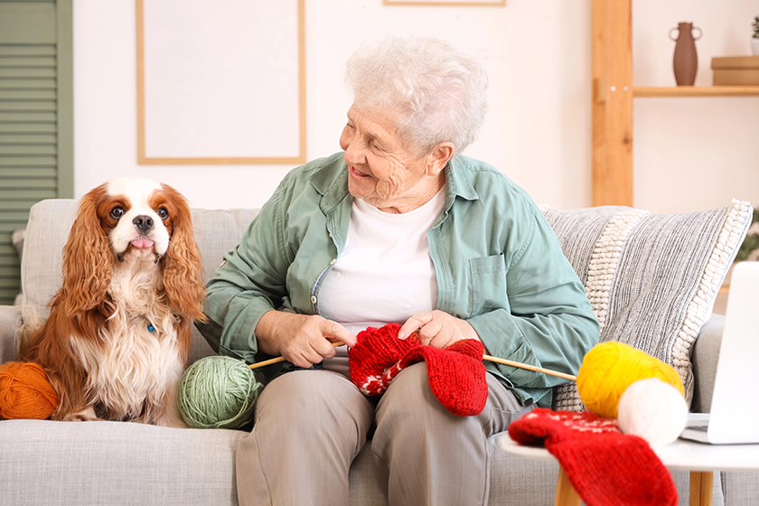 senior woman cute cavalier king charles senior woman cute cavalier king charles