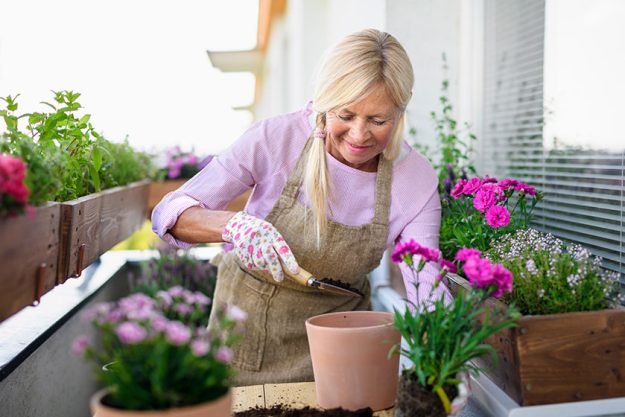 Senior woman gardening on balcony in summer planting flowers Senior woman gardening on balcony in summer planting flowers