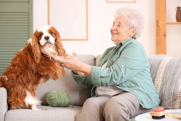 senior woman holding paws cute cavalier king charles senior woman holding paws cute cavalier king charles